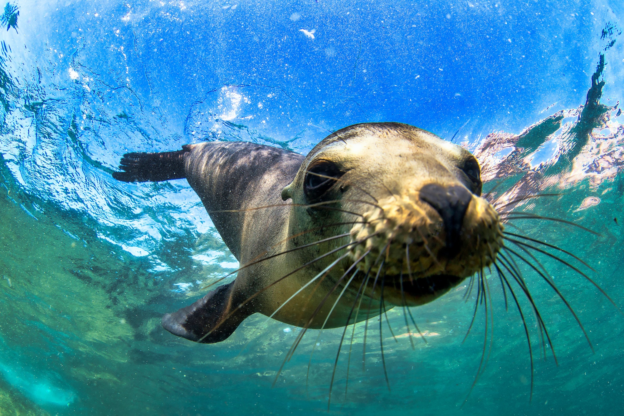 Galapagos fur seal (Arctocephalus galapagoensis) swimming at camera in tropical underwaters