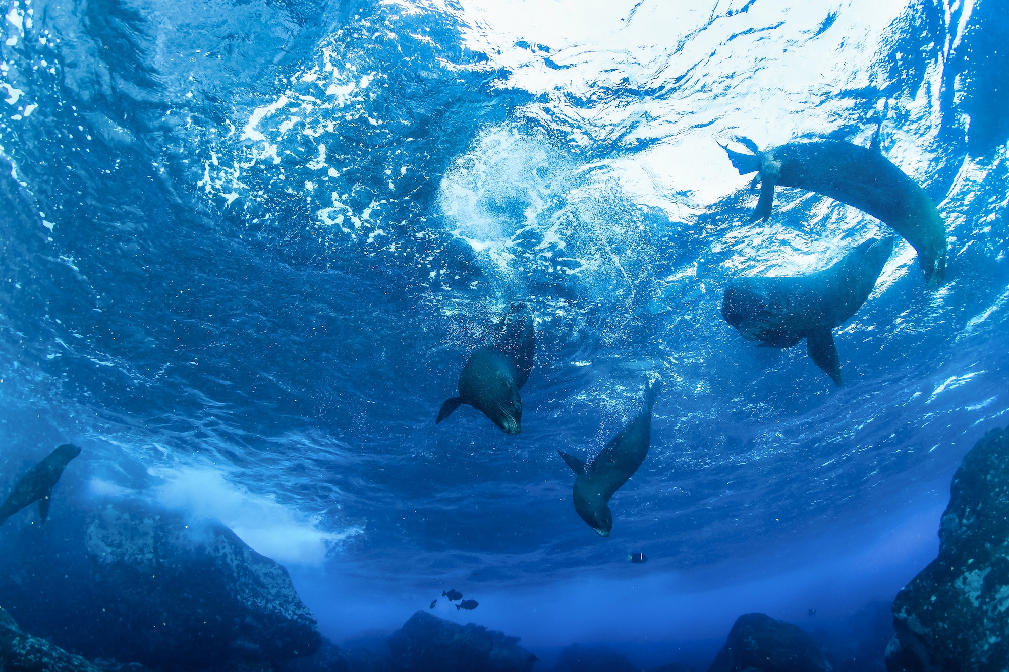 Galapagos fur seal (Arctocephalus galapagoensis) swimming in tropical underwaters